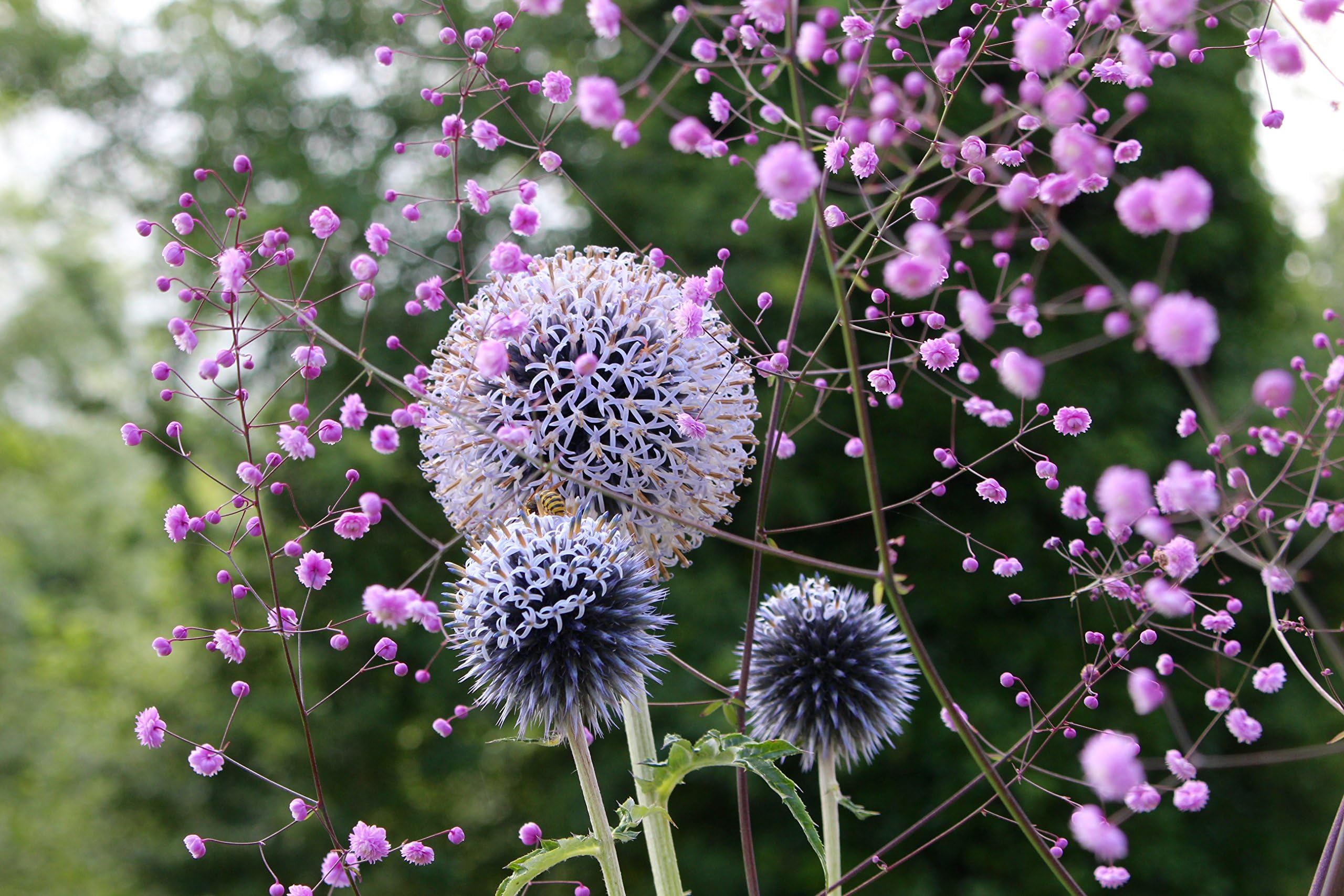 Echinops ritro L. : aka Globe thistle, a garden tested, hardy perennial plant supplied in a half litre pot