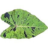 Amazon.com: Colocasia Blue Hawaii Elephant Ear Live Plant ...