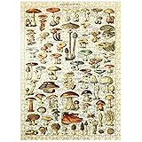 Champignons - Mushrooms for All, Vintage Art