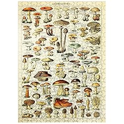 Champignons - Mushrooms for All, Vintage Art