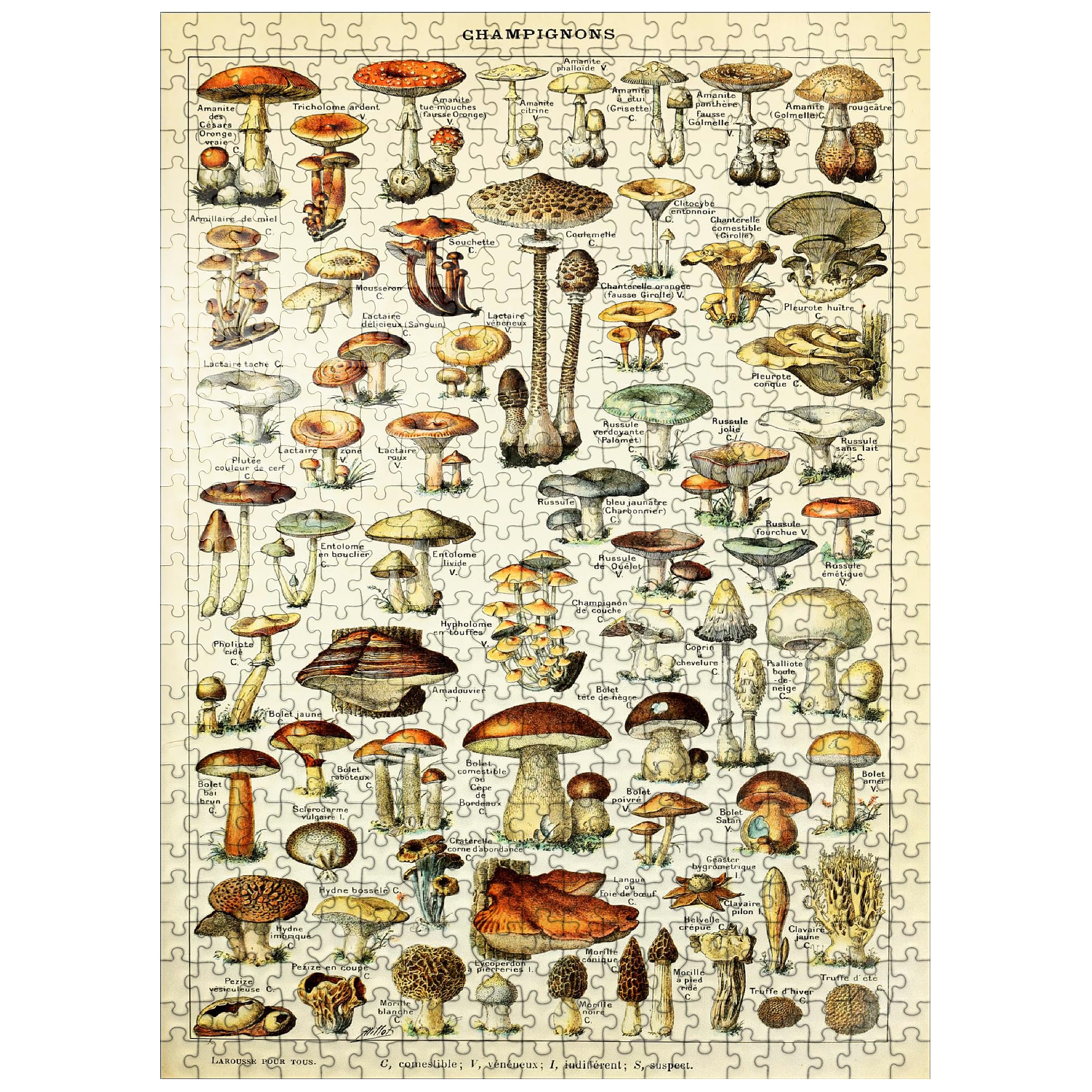 Champignons - Mushrooms for All, Vintage Art