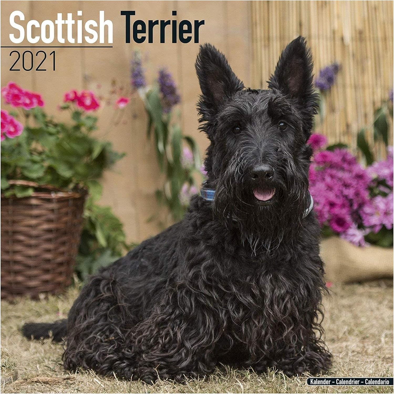 Scottish Terrier Calendar 2021 | Square Dog Breed Wall Calendar | 16
