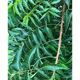 Fresh Neem Leaves (50) Margosa, Azadirachta Indica, Indian Lilac, nim, el nimbo de la India | Caffeine-Free Tea Use| Herbal Remedy |Handpicked, 100% Natural, Pesticide-Free, Non-GMO Certified Fresh From Florida