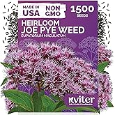 1500 Joe Pye Weed Heirloom Flower Seeds for Planting, Eupatorium Maculatum | Pink, Aromatic Flowers, Butterfly Magnet, Perennial Flower Seeds for Outdoor Garden, Wildflower Seed Packets