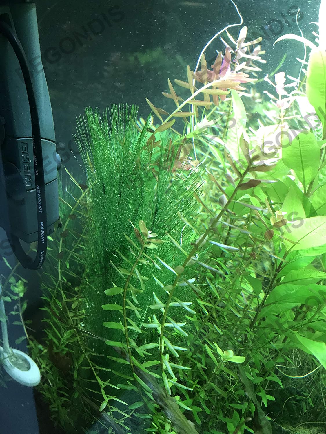 Begondis Aquarium Decorations 5pcs Fish Tank Artificial Green Water Plants Made Of Soft Plastic Good For All Fish Pets G4 Plastic Plants Aquarium Decor Vintagematters Co Uk