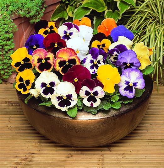 Pansy Mixed 12 Bedding Plants British Grown Garden Ready Amazon.co.uk