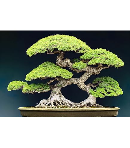 Amazon.com : 30 Douglas Fir Bonsai Tree Seeds for Planting : Patio, Lawn &  Garden