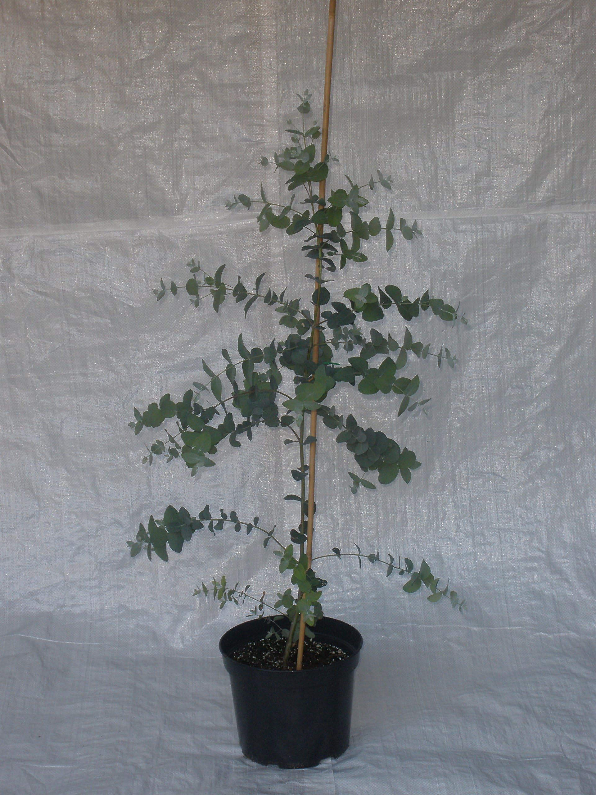Eucalyptus Gunnii, Cider Gum, 75-100 cm. inc. Pot