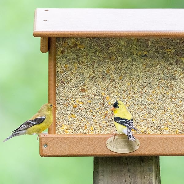 MORNING SONG CLEAN & FREE SHELL FREE WILD BIRD FOOD, PREMIUM NO MESS BIRD SEED FOR OUTSIDE FEEDERS, 10-POUND BAG