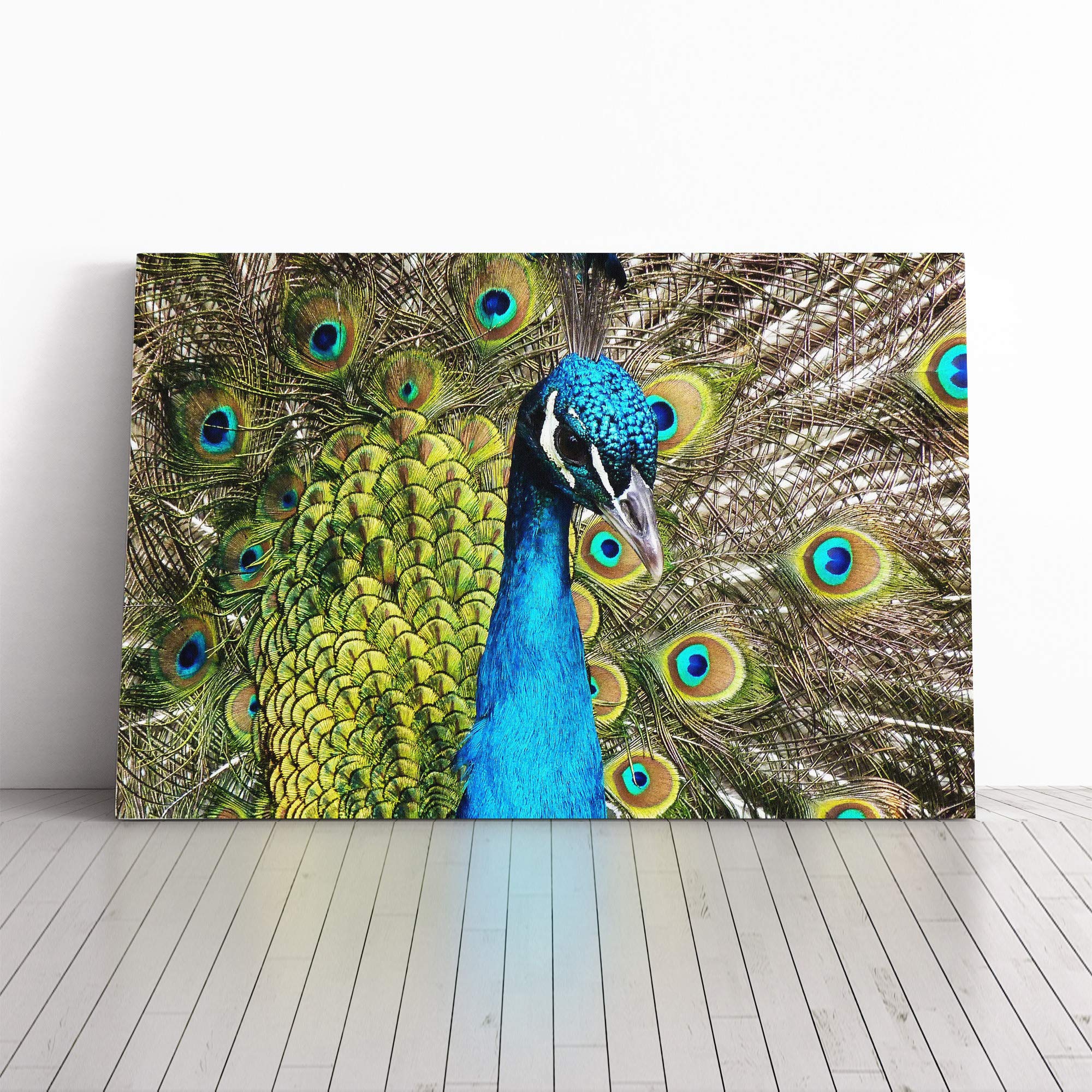 Peacock Bird Canvas Print | Gallery Wrapped 30mm Frame Wall Art | 20x14 inches | Ready to Hang | Modern Animals Picture | Living Room Bedroom Lounge Office