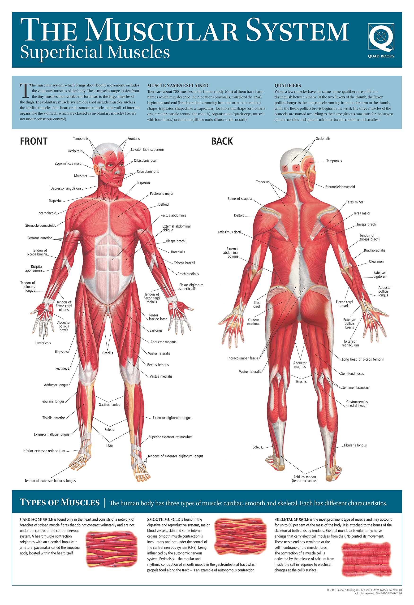 Human Anatomy Wallchart The Muscular System 9780857624765 Amazon Com Books