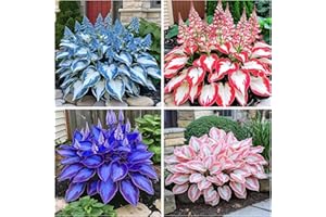 WIVOLIBE 200+ Hosta Seeds Heart-Shaped Hosta Bare Roots - Rich Foliage, Low Maintenance, Heart Shaped Leaves