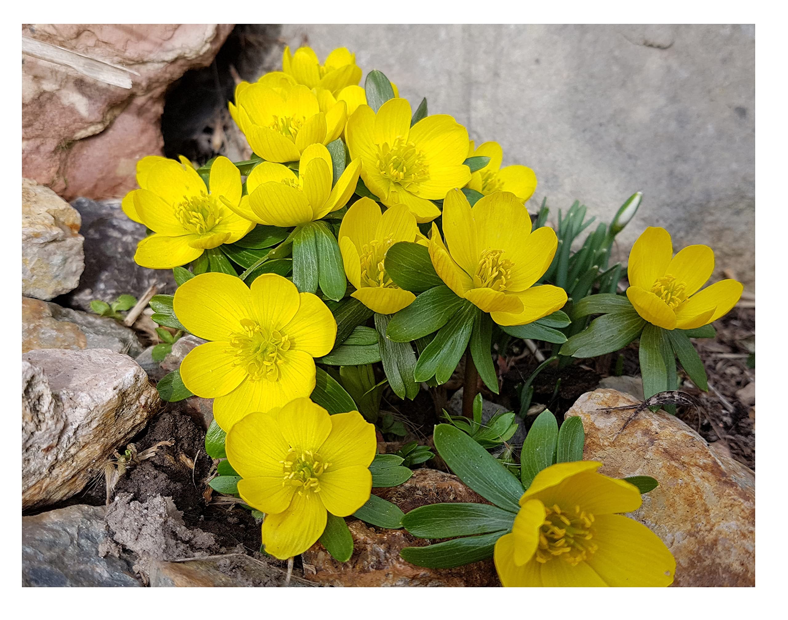 Oliwier's Bulbs 20x Winter Aconite Eranthis Hyemalis Spring Flowering Bulbs Garden Hardy Dwarf Yellow Flowers Perfect for Bees & Naturalising