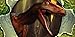 Virtual Pet Dinosaur: Velociraptor