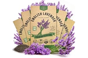 Organo Republic 5-Pack English Lavender Seeds 12.50G - Over 11000 Non-GMO Heirloom Lavender Seeds for Planting in Individual Seed Packets, Herb Seeds for Planting Home Garden Indoor & Outdoor