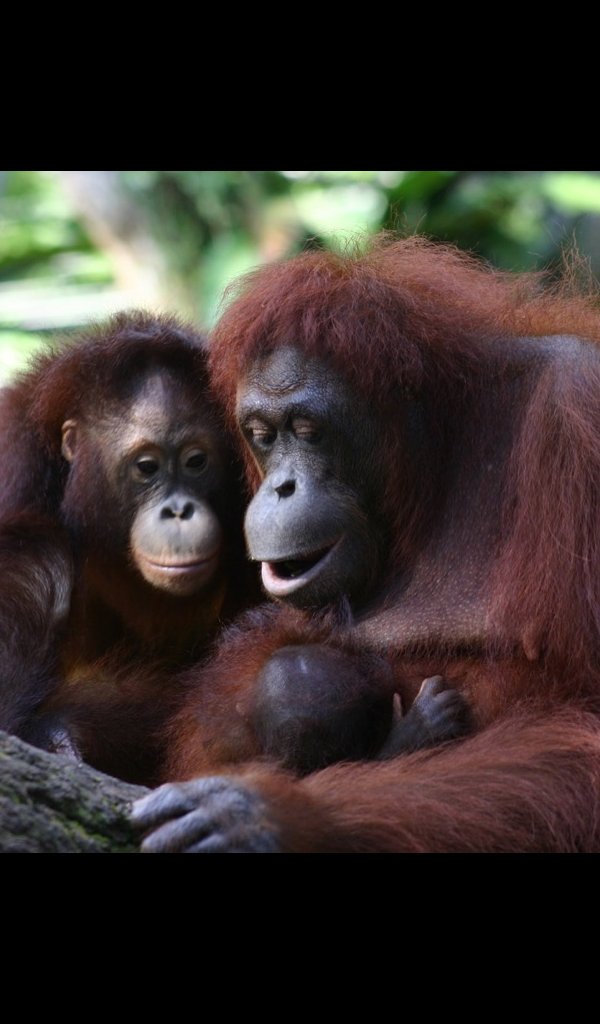 Amazon com Orangutan Wallpaper HD Wallpapers of Amazon com Orangutan Wallpaper HD Wallpapers of