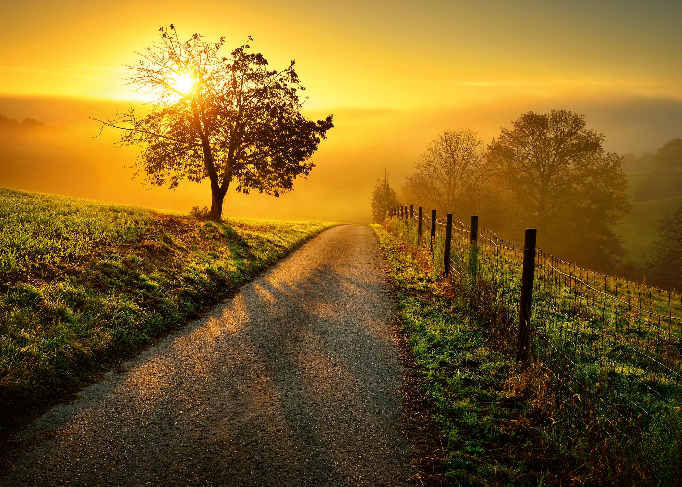 Ravensburger Golden Sunrise (Amazon Exclusive) 1000 Piece Jigsaw Puzzles for Adults & Kids Age 14 Years Up - Landscape Puzzle