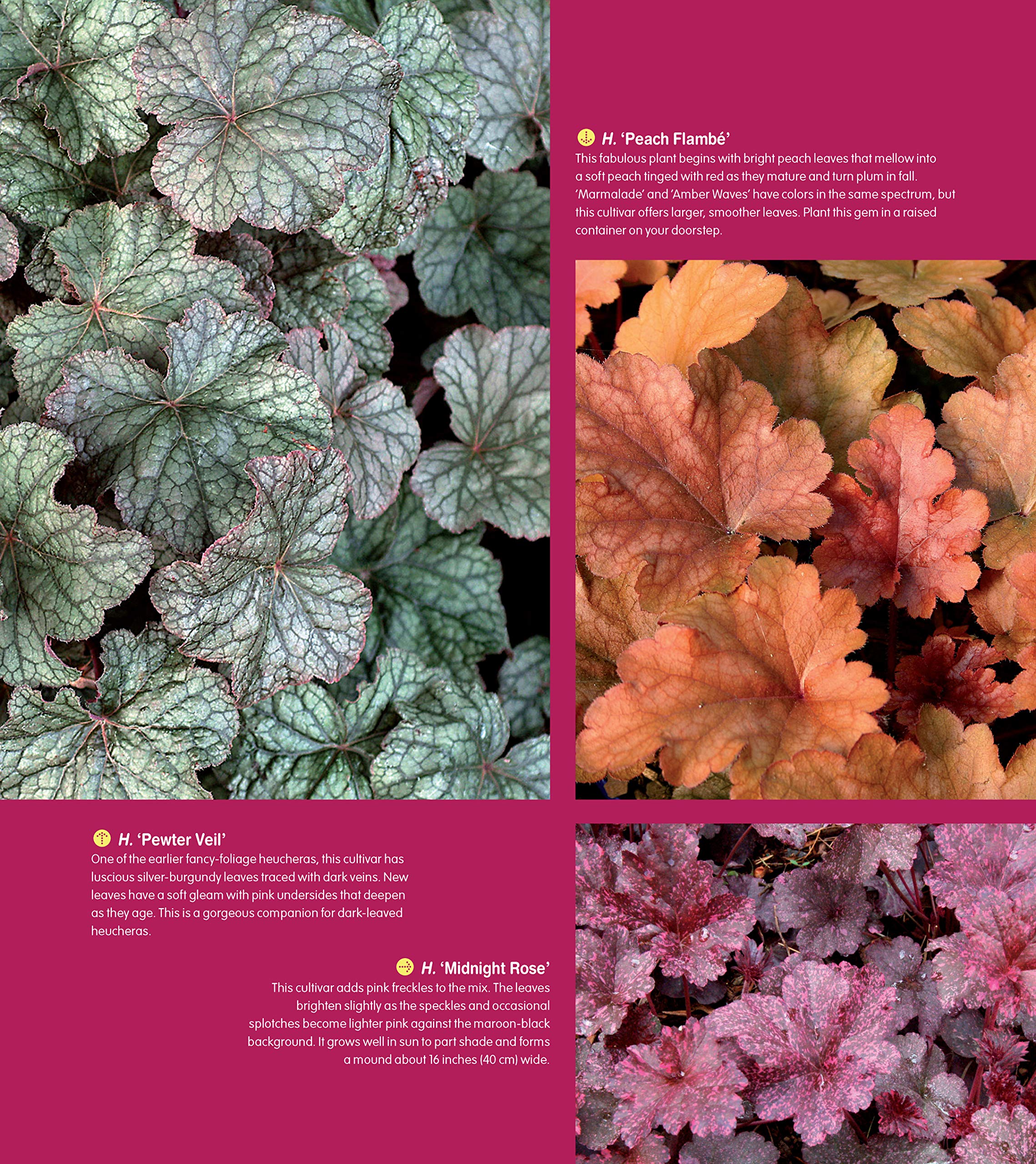 Essential Perennials for Every Garden: Selection, Care, and Profiles for Over 110 Easy-Care Plants (CompanionHouse Books) Gardening Advice for Design, Extending the Flower Growing Season, and More