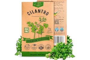 ORGANO REPUBLIC Cilantro Seeds Pack 5 G - Over 550 Non-GMO Heirloom Cilantro Seeds for Planting Herbs in Individual Seed Packet, Herb Seeds for Planting Home Garden Indoor & Outdoor Gardening