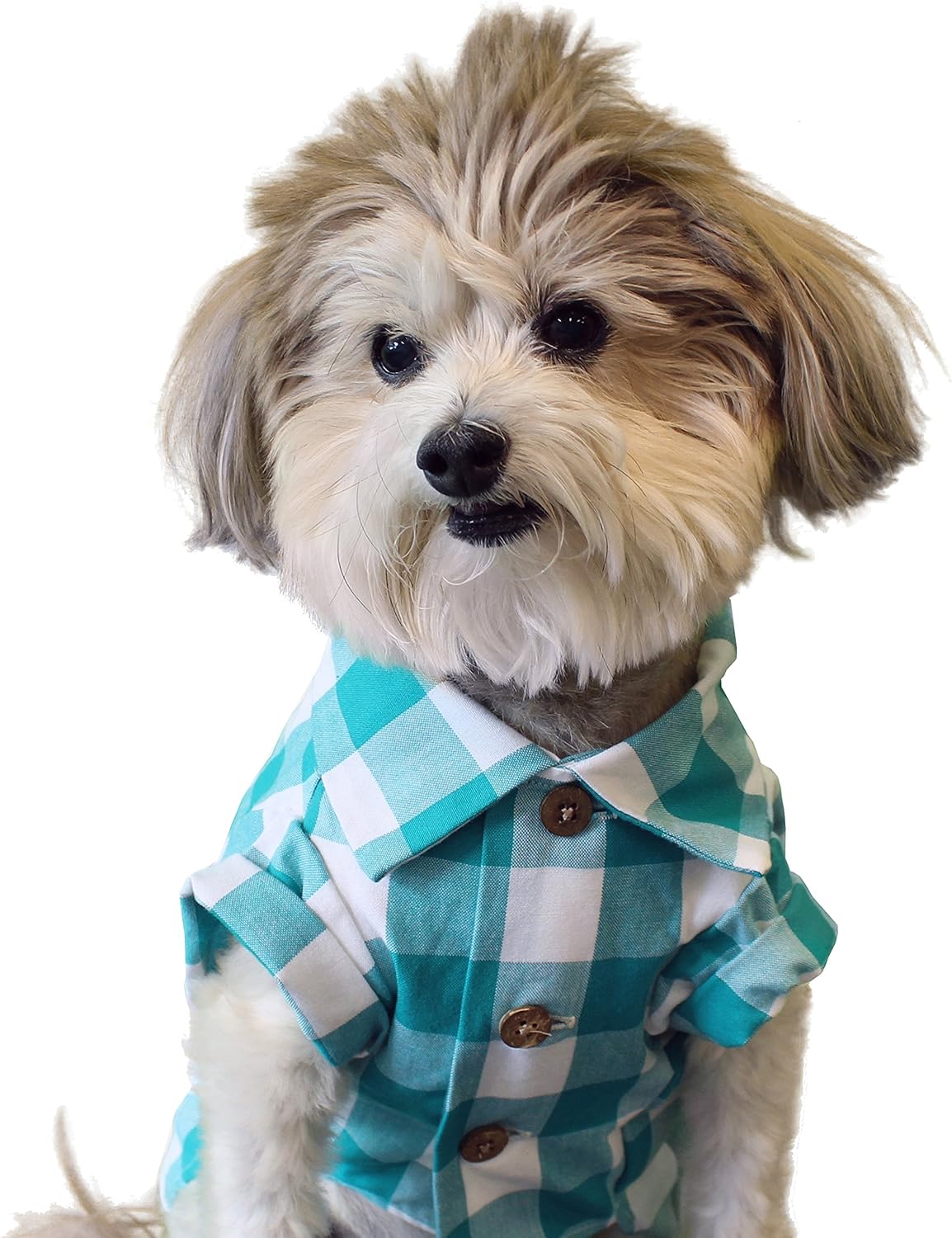 teddy bear haircut poodle