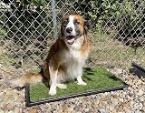 PICK FOR LIFE Dog Grass Toilet Large 51x63.5 cm Indoor Outdoor Potty System view 9