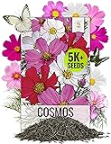 Seed Needs, 5,000+ Cosmos Seeds Sensation Blend