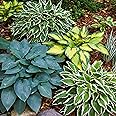 Garden State Bulb Hosta Variegated Mix, Bare Roots, Spring Planting (Bag of 6)