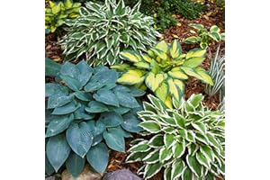 GSB GARDEN STATE BULB Garden State Bulb Hosta Variegated Mix, Bare Roots, Spring Planting (Bag of 6)