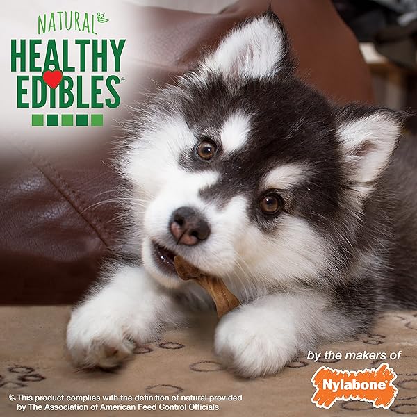 NYLABONE HEALTHY EDIBLES WILD NATURAL LONG-LASTING TURKEY FLAVOR BONE CHEW TREATS FOR DOGS, SMALL/REGULAR (4 COUNT)