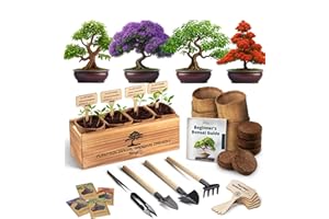 Avergo Bonsai Tree Kit – 4X Unique Japanese Bonzai Trees | Complete Indoor Starter Kit for Growing Bonsai Plants with Tools & Planters – Gardening Gifts for Women & Men