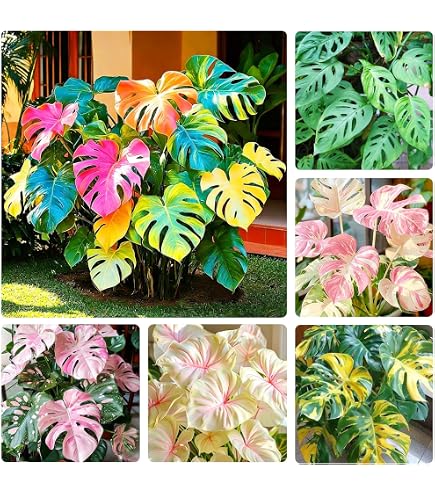 Amazon.com : Generic 3 Monstera Deliciosa Swiss Cheese Plant Seeds, Green :  Patio, Lawn & Garden