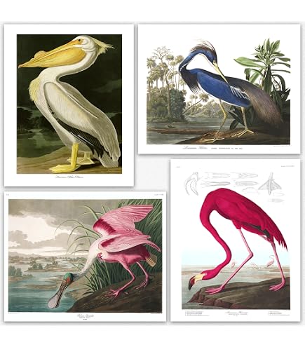 Amazon.com: Birds Vintage Audubon Posters - Set of Wall Art Nature