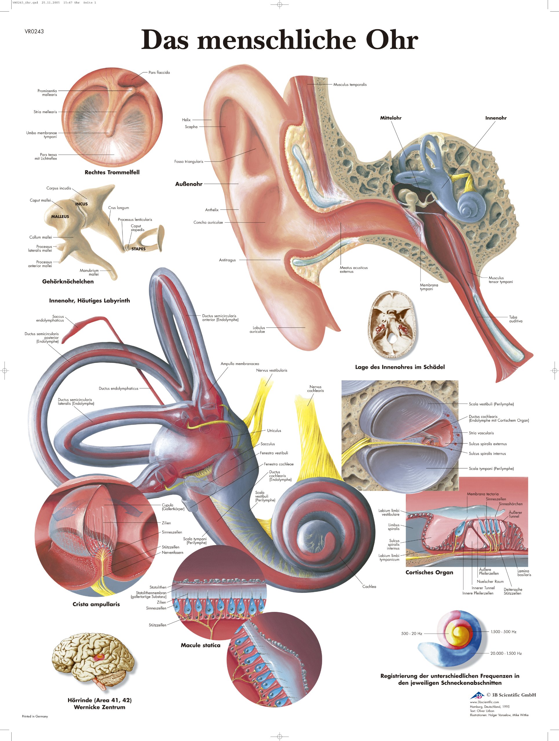 3B Scientific The Human Ear Chart, 1