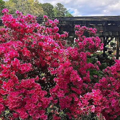 Buy Nelson Acid Loving Plant Food Huge Blooms For Azalea Jasmines Roses Camellias Gardenias Nutristar 9 13 11 2 Lb Online In Indonesia B07fkmf5x2