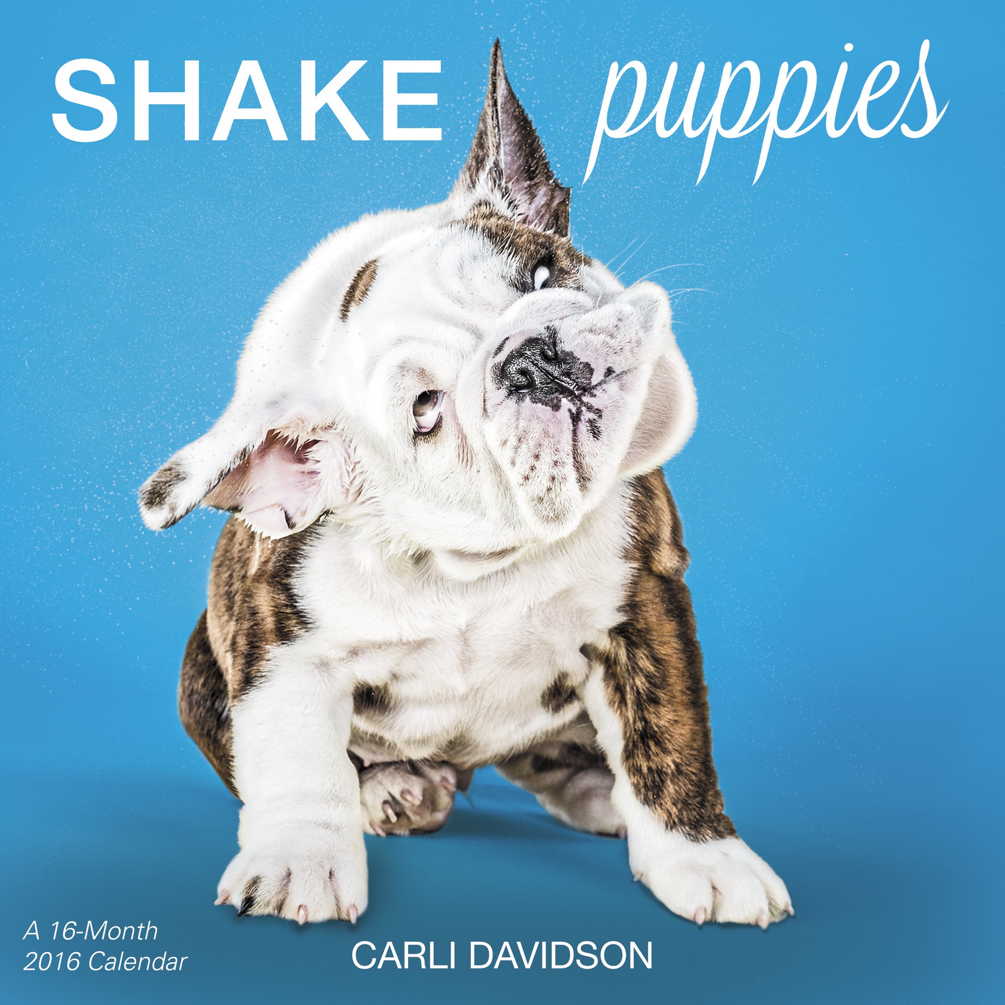 Buy Shake Puppies Wall Calendar 16 Book Online At Low Prices In India Shake Puppies Wall Calendar 16 Reviews Ratings Amazon In