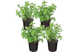 THE THREE COMPANY Live Aromatic and Edible Herb - Mint (4 Per Pack), Naturally Improves Breathing and Air Quality, 8" Tall by 4" Wide