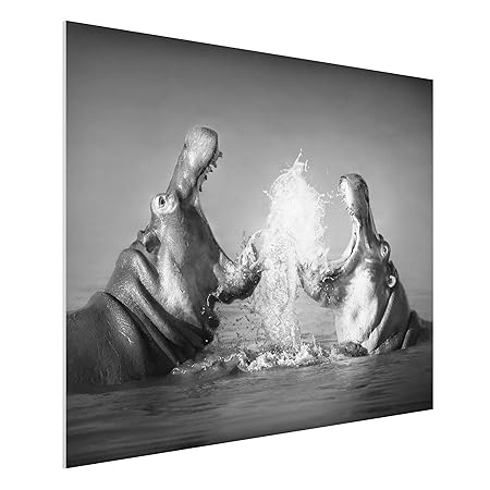 Forex Fine Art Print Mural Hippo Fight Wide 3 4 Grosse Hxb 30cm | Forex mural Forex Fine Art Print Mural Hippo Fight Wide 3 4 Grosse Hxb 30cm -