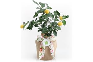 Housewarming Meyer Lemon Gift Tree by The Magnolia Company - Get Fruit, Dwarf Fruit Tree with Juicy Sweet Lemons, NO Ship to TX, LA, AZ and CA
