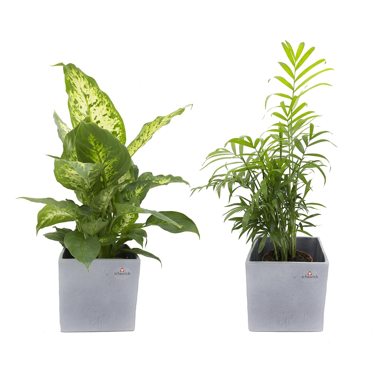 Dominik Zimmerpflanzen-Duo – Kaffeepflanze & Zimmerpalme In Terrakotta-Topf, 20-30 Cm Hoch