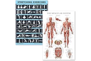 2 Pack Stretching Exercises and Muscular System Anatomy Poster Set - Laminated 2 Chart Set - Stretching Workout Routine & Mus