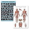 2 Pack Stretching Exercises and Muscular System Anatomy Poster Set ...