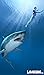 Great White Shark Attack