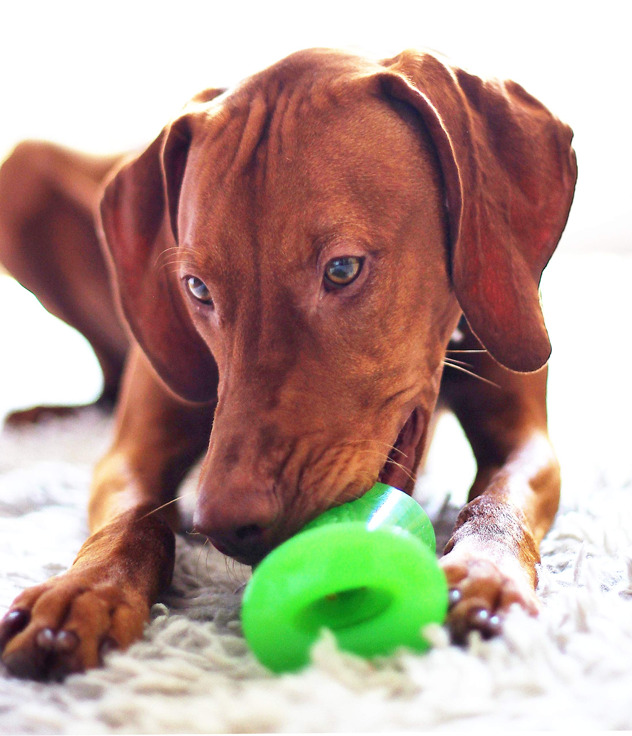 BIONIC Bone Durable Tough Fetch and Chew Toy for Dogs Dogs Adoptions