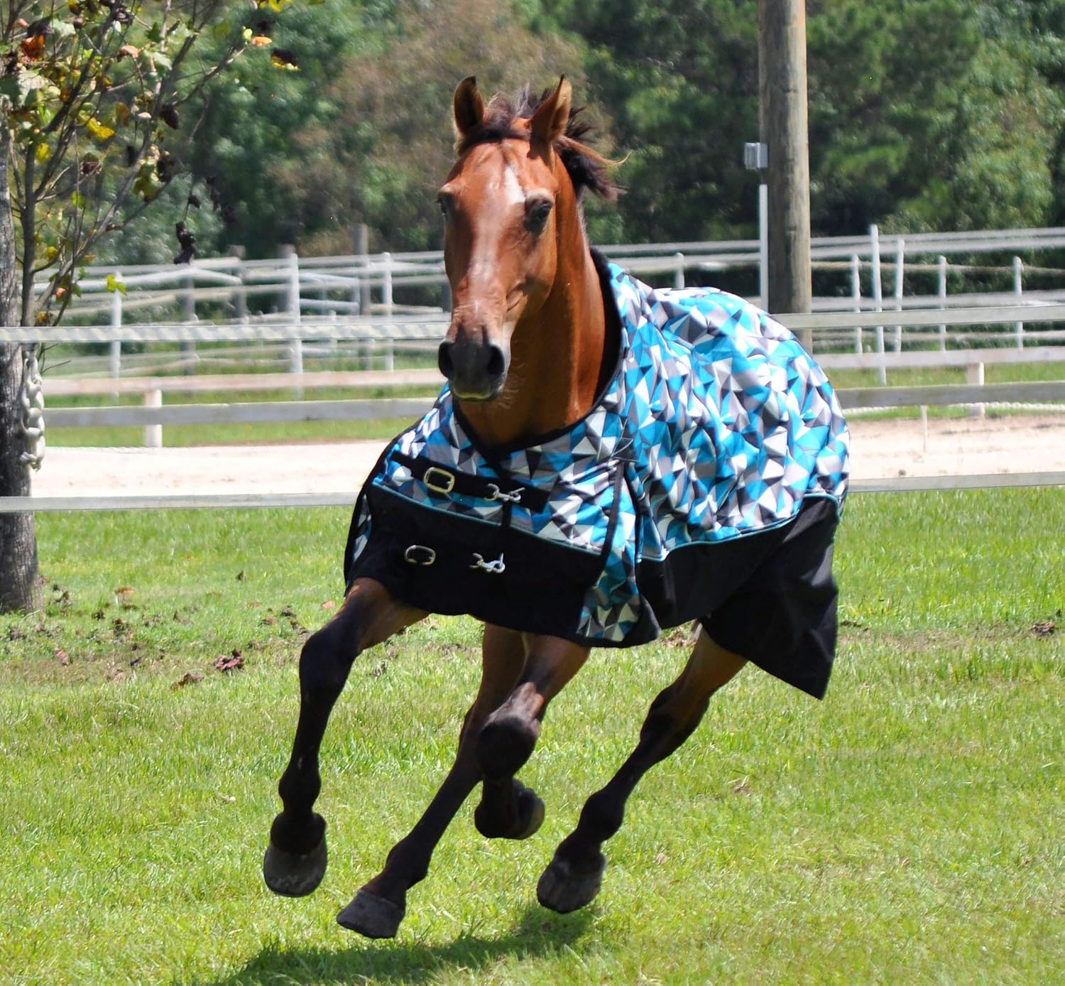 jeffers horse catalog