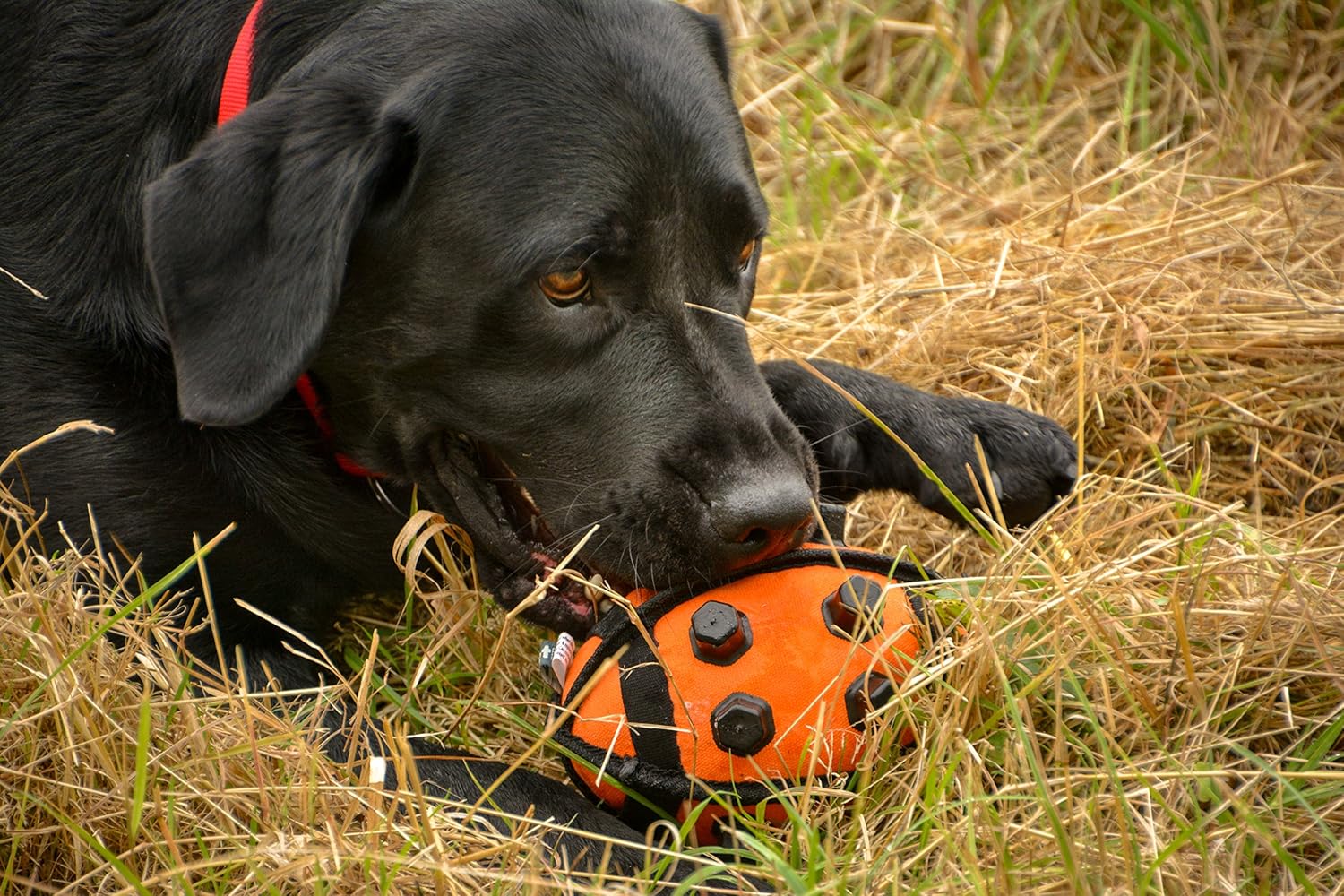 Petface (Seriously Strong by Petface) Nobbly Ball Dog Toy, Orange/Black - Image 5