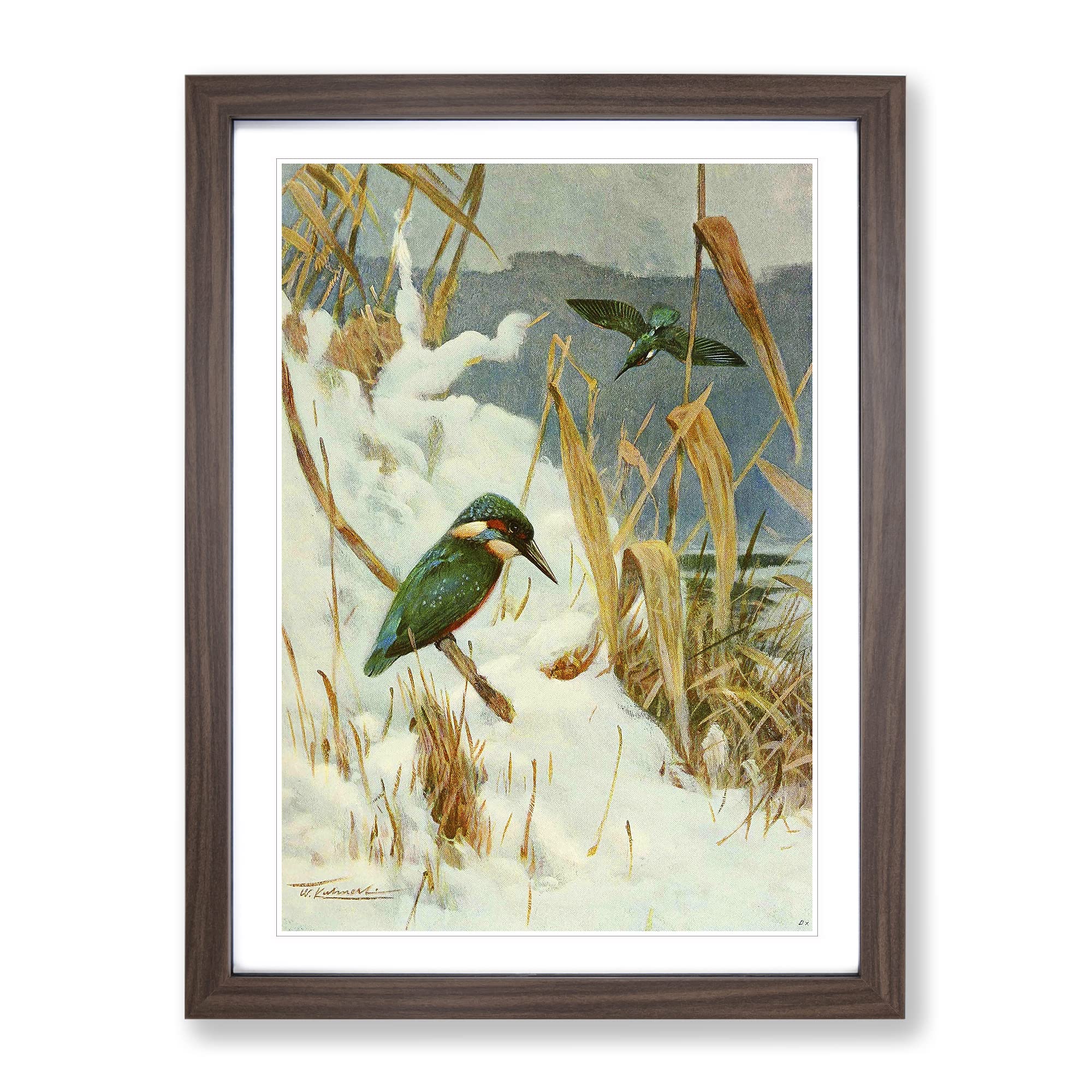 Vintage W Kuhnert Kingfisher Vintage Framed Wall Art Print, Ready to Hang Picture for Living Room Bedroom Home Office Décor, Walnut A4 (34 x 25 cm)