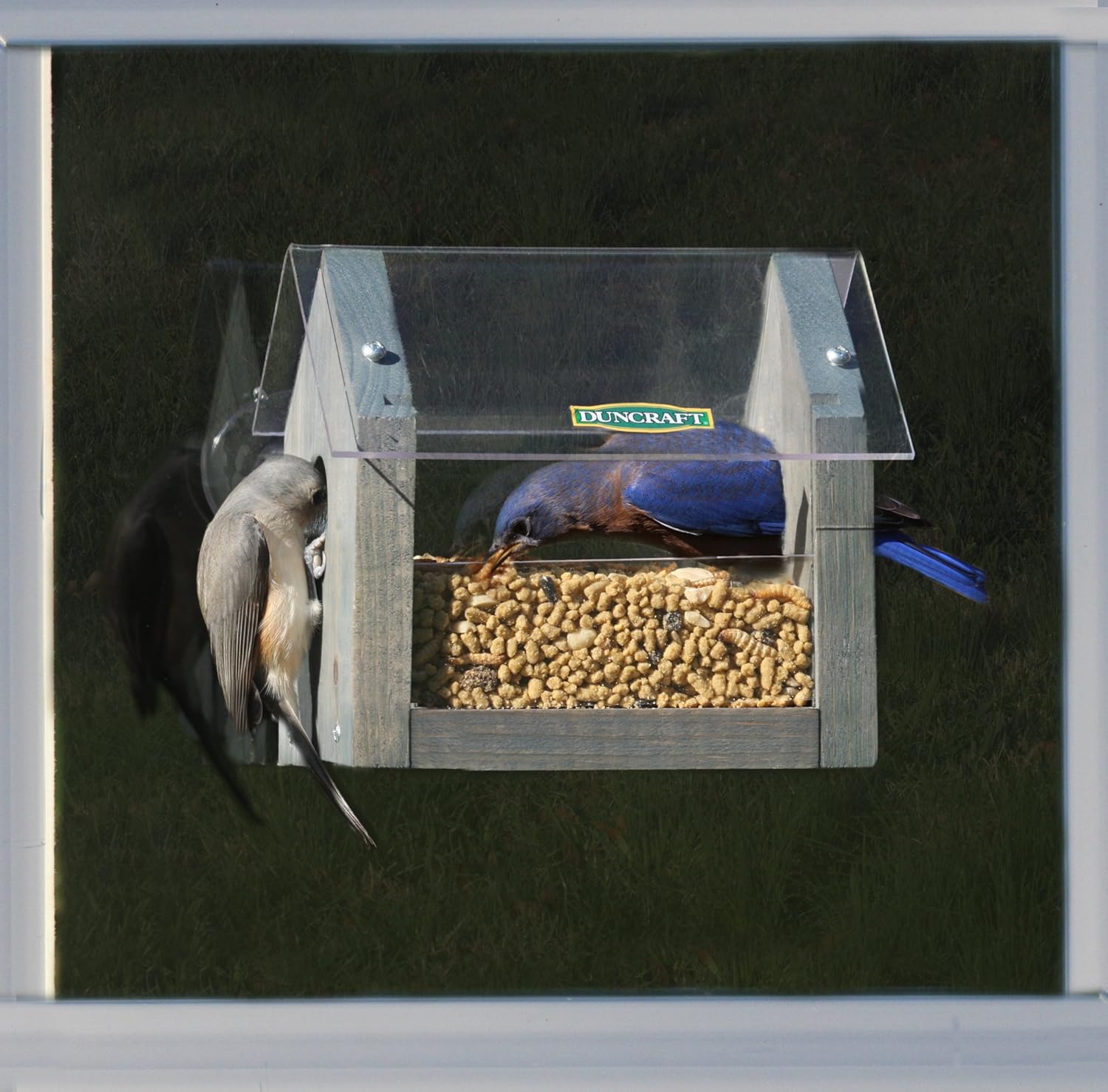 Duncraft Bluebird Window Mealworm Bird Feeder Amazon Ca Patio