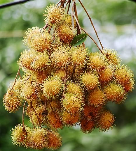 Amazon M Tech Gardens黄色のランブターン Nephelium Lappaceum おいしい熱帯果実の種子 成長のための5つの新鮮な種子 種子1 果物