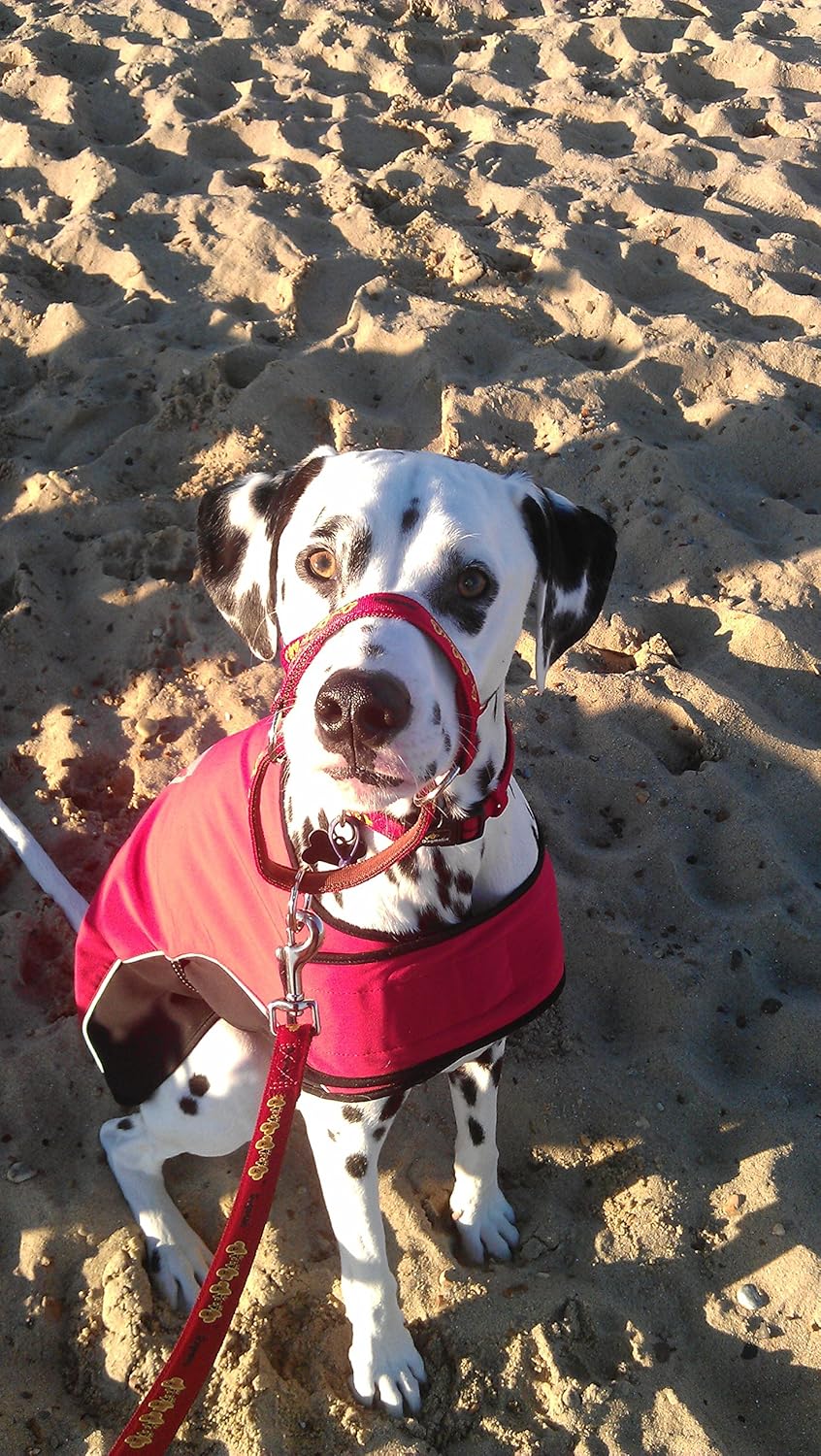 dogmatic headcollar amazon