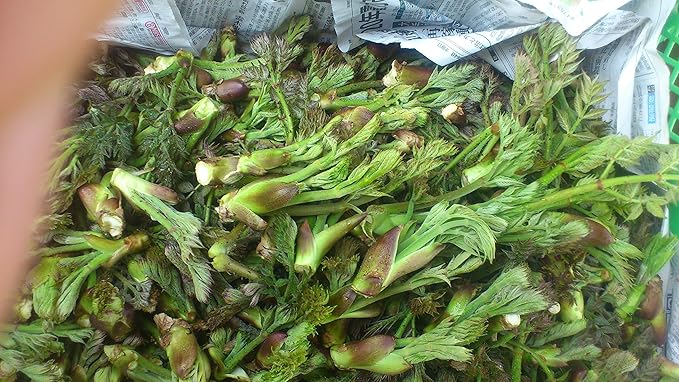 Amazon たらの芽 500g 信州新鮮屋 たらの芽 通販 Amazon たらの芽 500g 信州新鮮屋 たらの芽 通販
